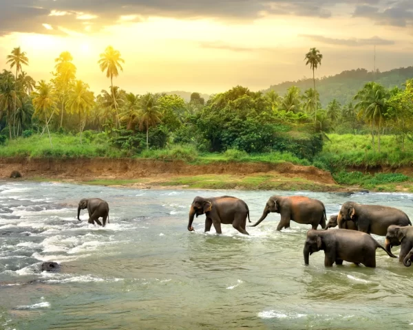 Discover Srilanka
